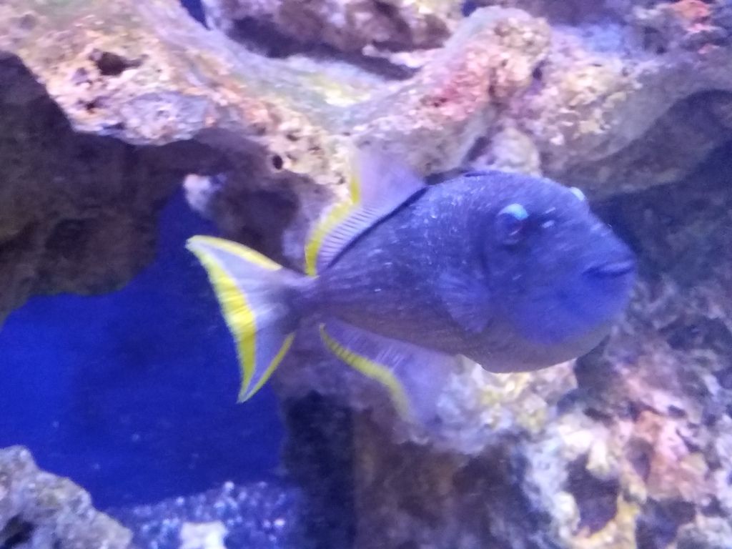 Club erotica chicago review Reef central adult blue throat triggerfish
